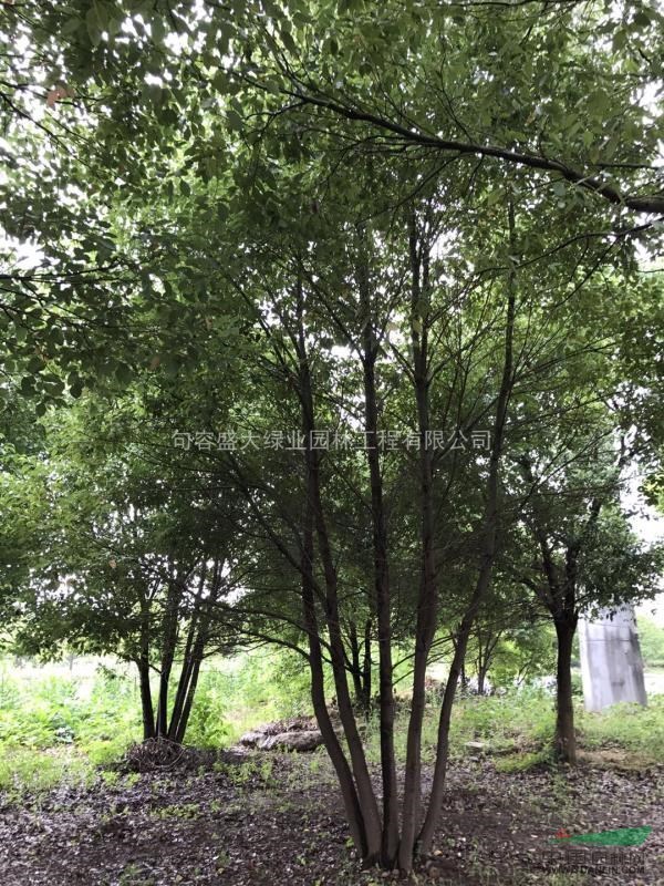 叢生香樟江蘇櫸樹基地 櫸樹產(chǎn)地