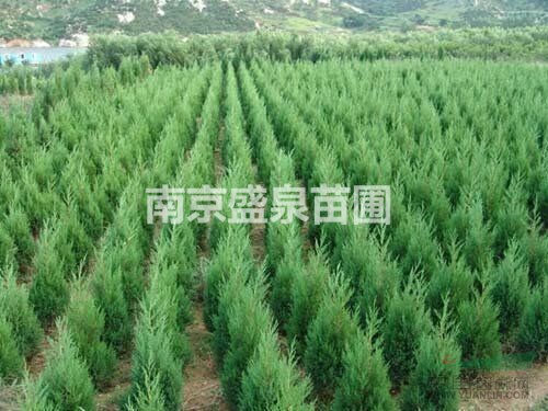 南京雪松大型苗木生产销售基地（批量销售1-10米雪松），