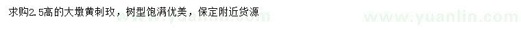 求購(gòu)高2.5米黃刺玫