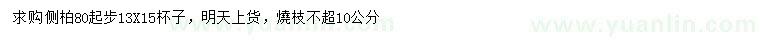 求購80公分以上側柏