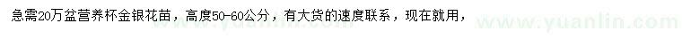 求購高50-60公分金銀花