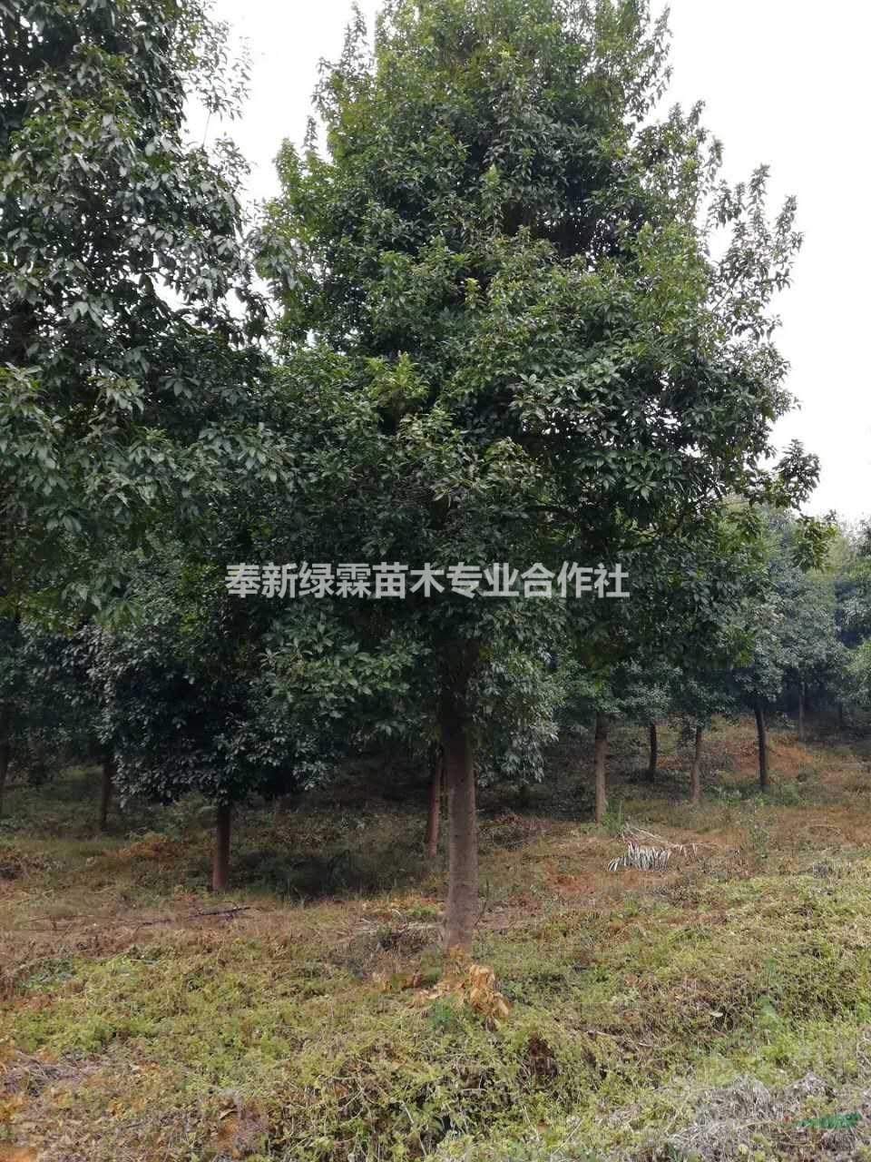 江西木荷樹苗/5-15公分木荷
