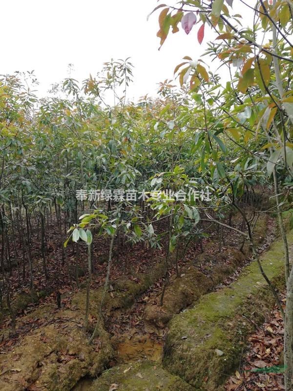 江西木荷樹苗/5-15公分木荷