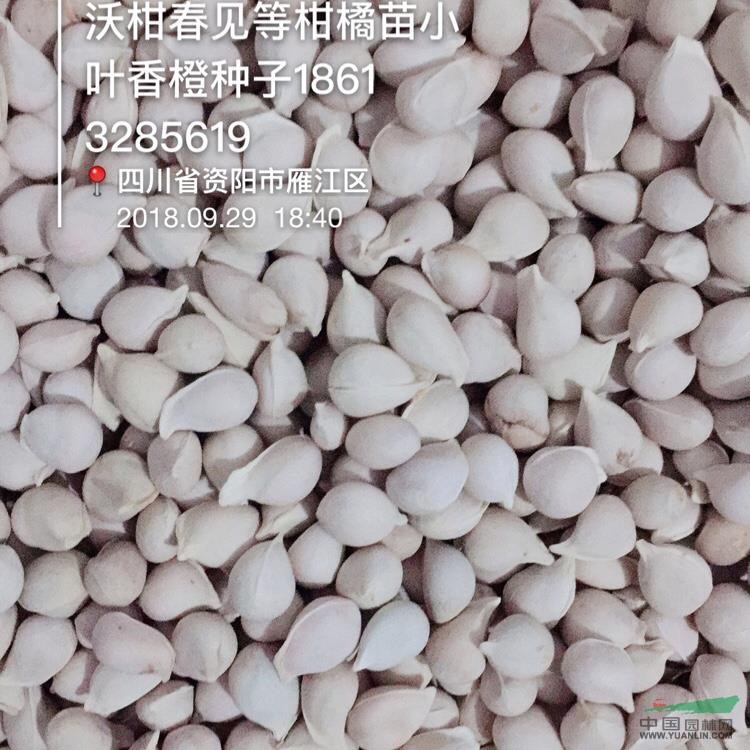 香橙種子