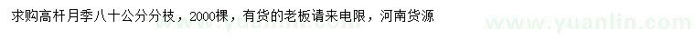 求購(gòu)80公分高桿月季