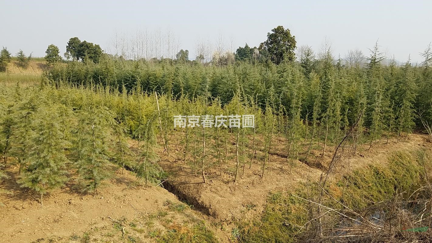 湯泉雪松價(jià)格5米雪松價(jià)格4米雪松多少錢一棵3米雪松樹苗價(jià)格