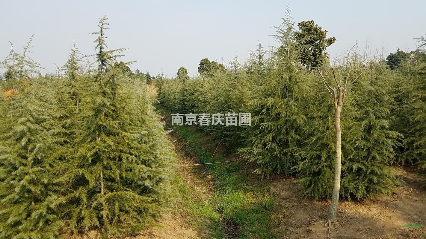 湯泉雪松價(jià)格5米雪松價(jià)格4米雪松多少錢一棵3米雪松樹苗價(jià)格