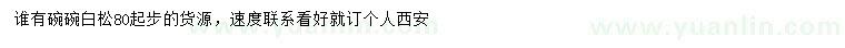 求購80公分起步白松
