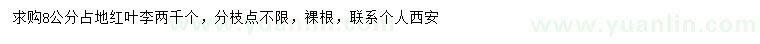 求購8公分占地紅葉李
