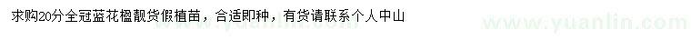 求購20公分藍(lán)花楹