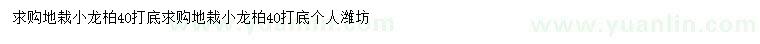 求購40公分打底地栽小龍柏