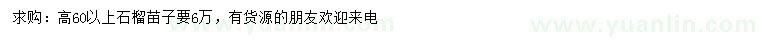 求購高60公分以上石榴