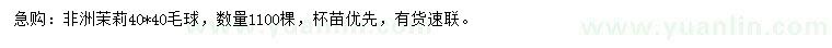 求購40公分非洲茉莉球