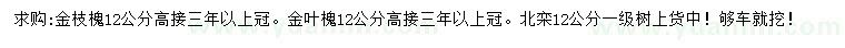 求購金枝槐、金葉槐、北欒