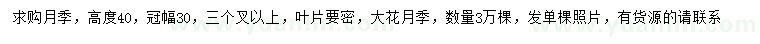 求購高40公分大花月季