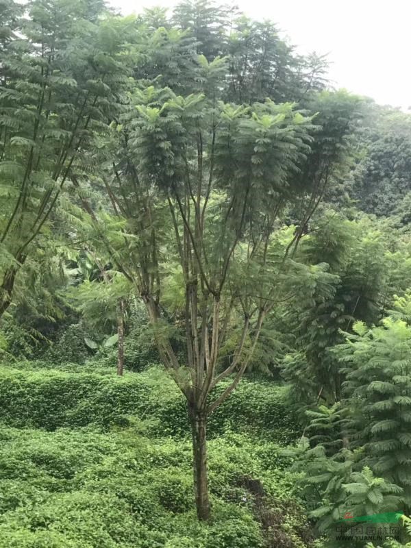 各种规格蓝花楹、蓝花楹基地、精品蓝花楹