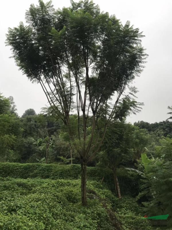 各种规格蓝花楹、蓝花楹基地、精品蓝花楹