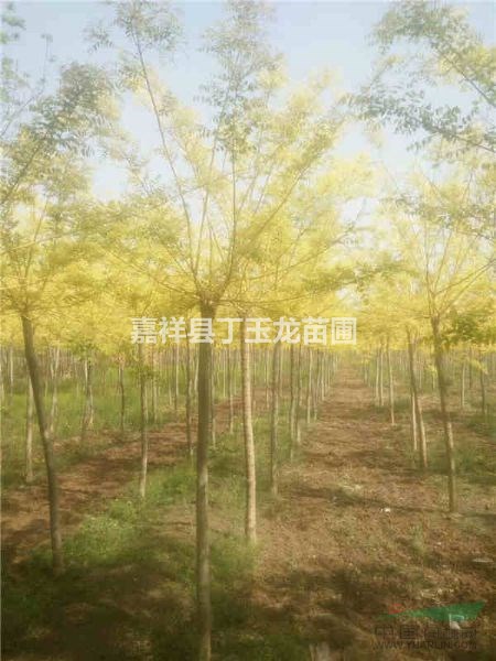 黃金槐8cm價(jià)格 樹桿直/易移植