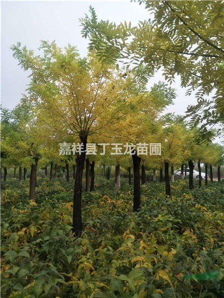 黃金槐8cm價(jià)格 樹桿直/易移植