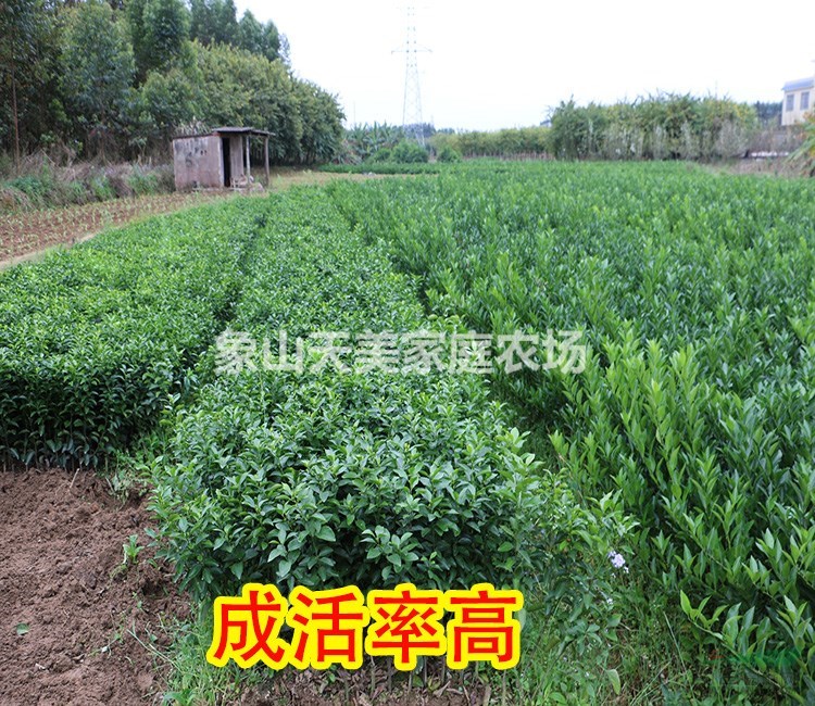紅美人柑橘正宗苗，柑桔新品種，專業(yè)育苗供應(yīng)