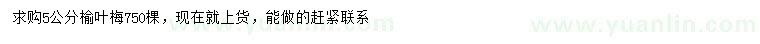 求購5公分榆葉梅