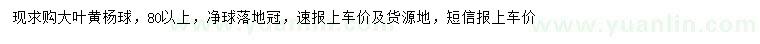 求購0.8-1米大葉黃楊球