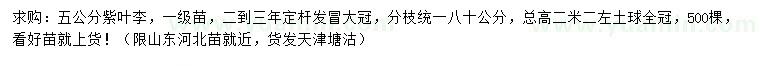 求購5公分紫葉李