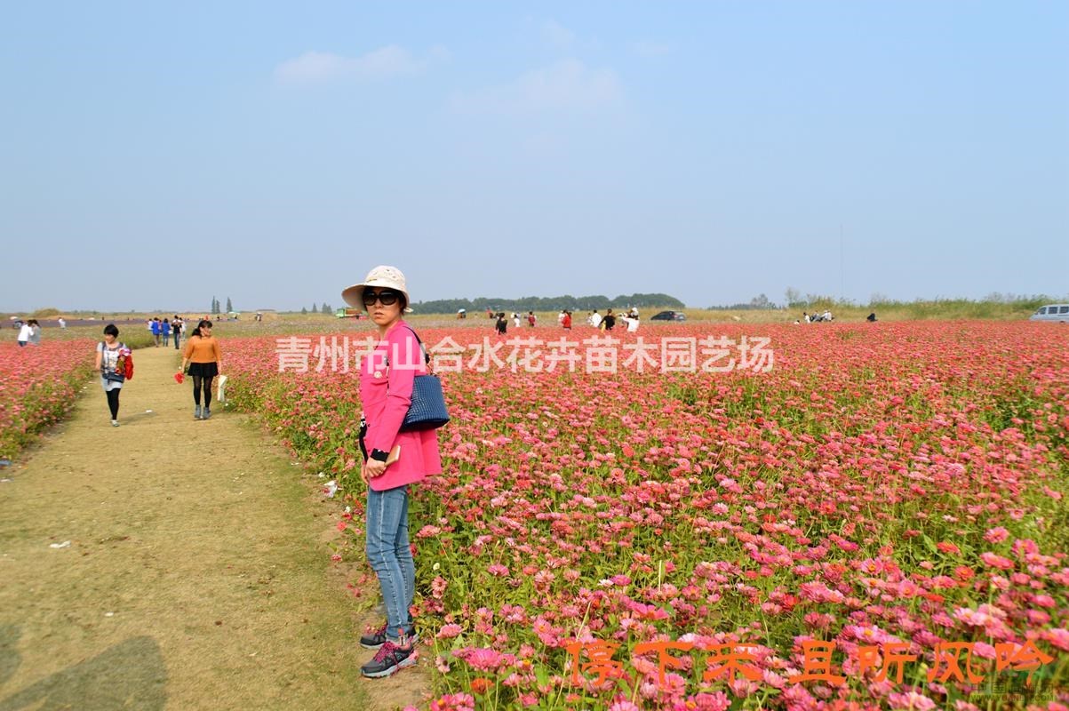 芝櫻 柳葉馬鞭草 薰衣草 粉黛亂子草 波斯菊 各類花海種苗供