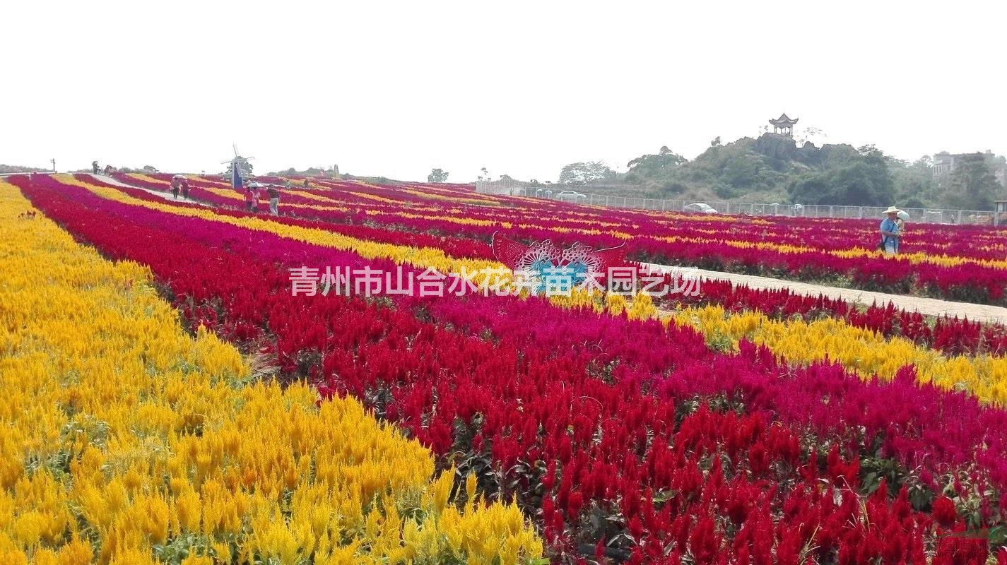 一串紅 孔雀草 牽?；?雞冠花 鼠尾草 各類時令草花供應(yīng)
