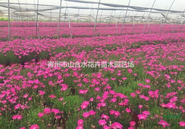 一串紅 孔雀草 牽牛花 雞冠花 鼠尾草 各類時令草花供應(yīng)