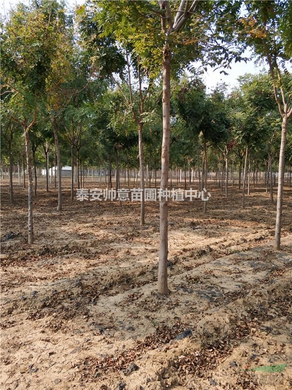 最新特价[苗木]栾树图片