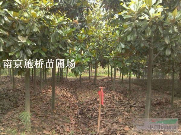 米徑8公分廣玉蘭種植基地