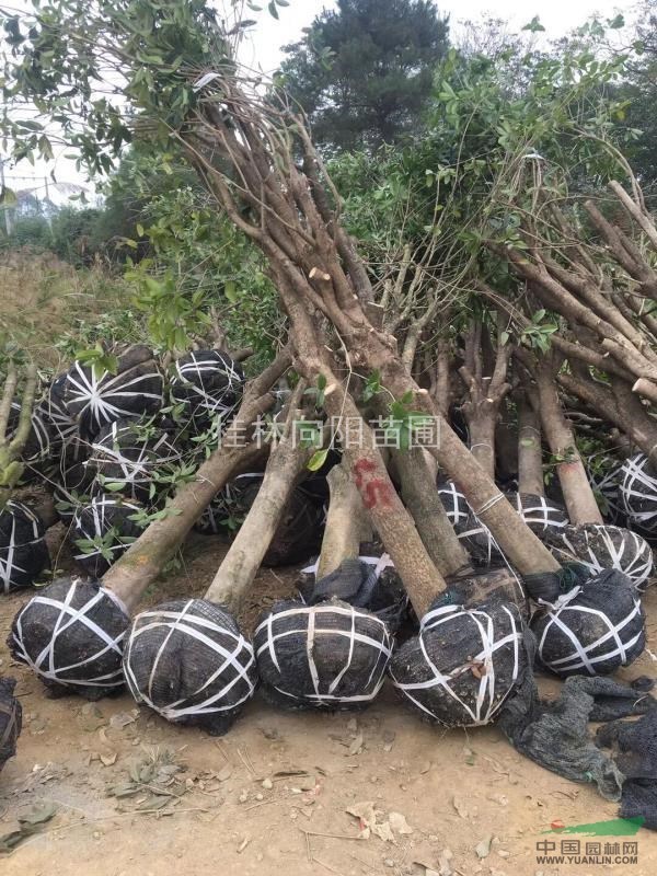 占地桂花