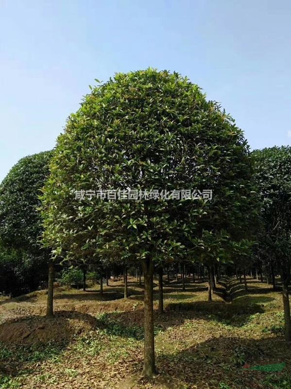 大量供應(yīng)精品4米冠桂花樹(shù)價(jià)格