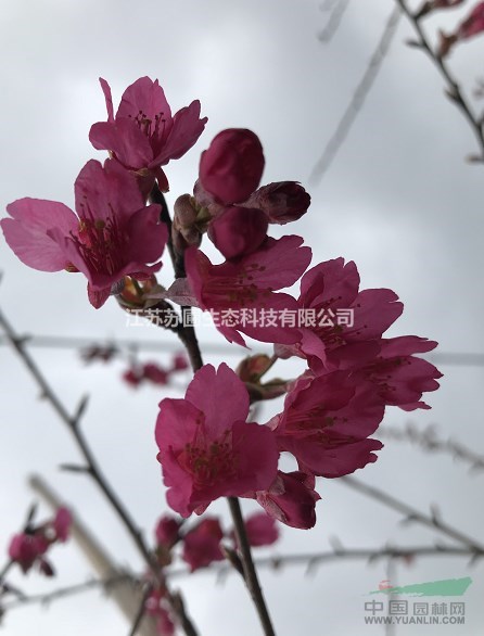 中国红樱花种植要点