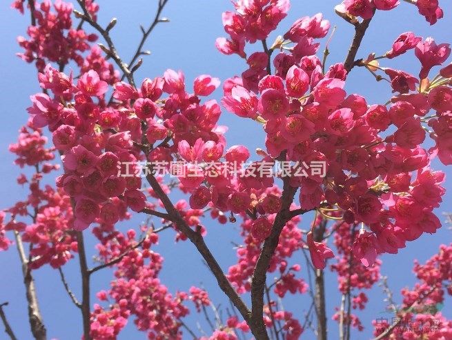 中国红樱花种植要点