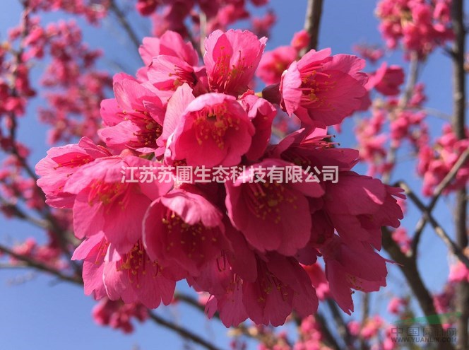 中国红樱花种植要点