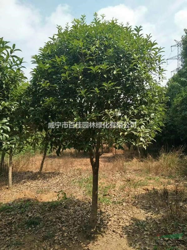 低價(jià)供應(yīng)6公分桂花樹(shù)價(jià)格+12公分桂花樹(shù)價(jià)格