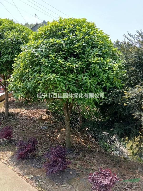 低價(jià)供應(yīng)6公分桂花樹(shù)價(jià)格+12公分桂花樹(shù)價(jià)格