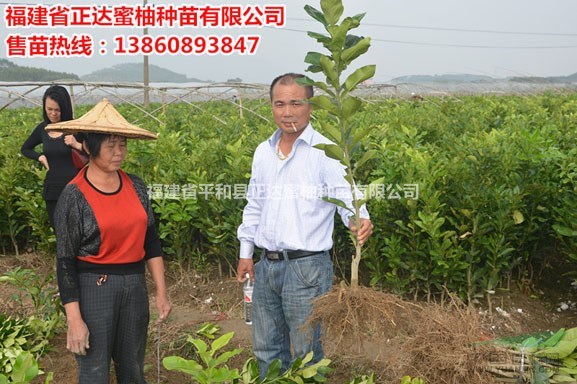 紅肉柚子苗如何栽種 紅肉蜜柚苗出售/供應(yīng)信息