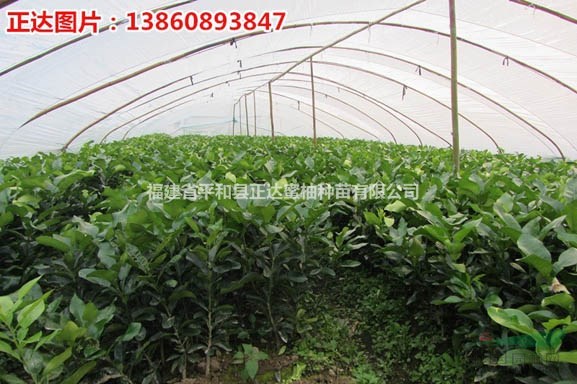紅肉柚子苗如何栽種 紅肉蜜柚苗出售/供應(yīng)信息