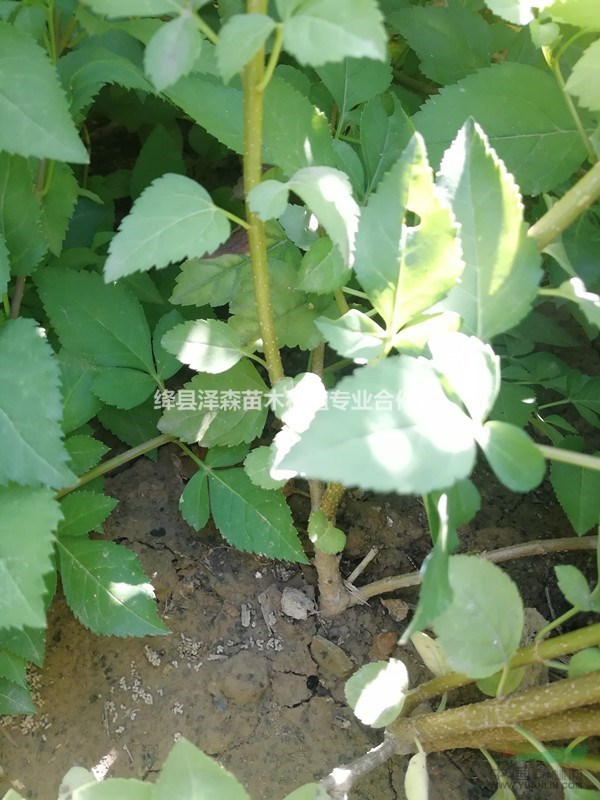 今日藥用連翹苗規(guī)格報(bào)價(jià)~50公分-80公分山西連翹苗價(jià)格