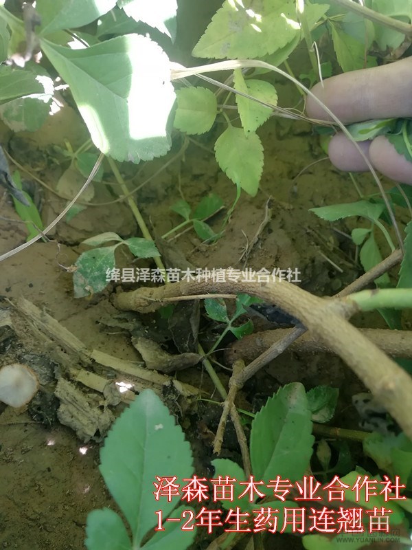今日藥用連翹苗規(guī)格報(bào)價(jià)~50公分-80公分山西連翹苗價(jià)格