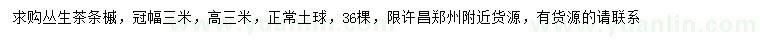 求購(gòu)高3米叢生茶條槭