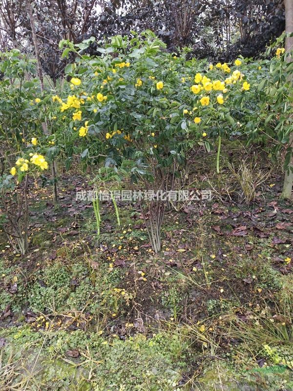高90cm-1米黃花槐最新價(jià)格 黃花槐基地供應(yīng) 黃花槐工程苗