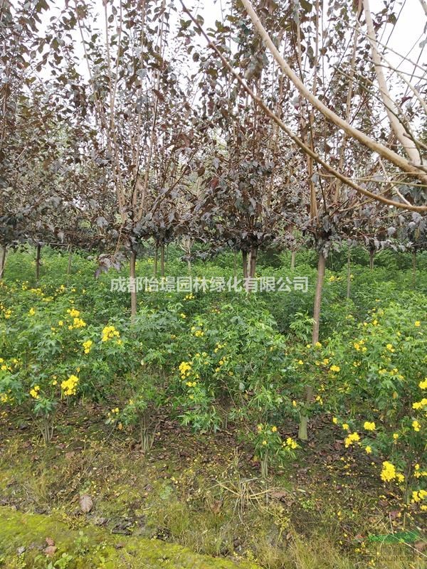 高90cm-1米黃花槐最新價(jià)格 黃花槐基地供應(yīng) 黃花槐工程苗