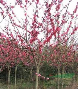 供應(yīng)木槿.碧桃.梅花.（紅白黃紫）玉蘭.日本櫻花.鐵梗海棠