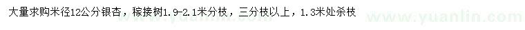 求購米徑12公分銀杏