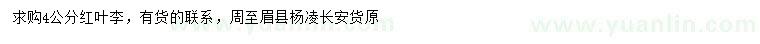 求購4公分紅葉李