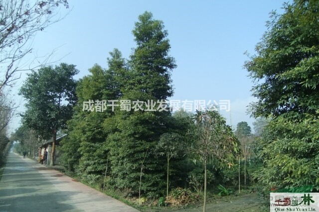 金絲楠 小葉楨楠批發(fā) 四川金絲楠價(jià)格 成都小葉楨楠供應(yīng)基地